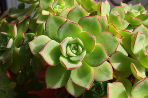 Aeonium Succulent