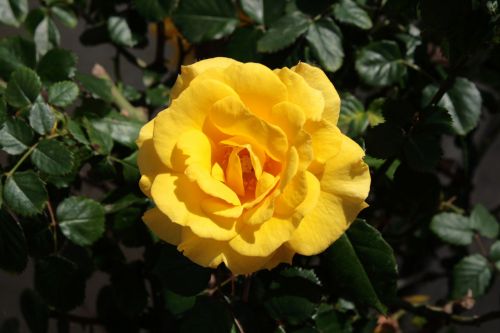 Yellow Rose Bloom