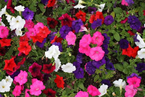 Petunia Blooms Background