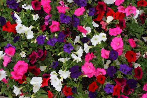 Petunia Blooms Background