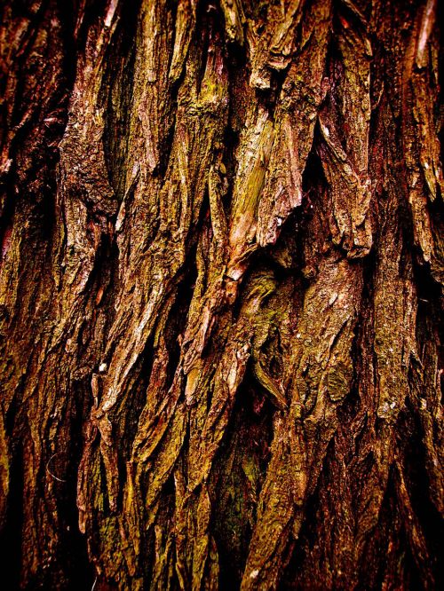 Tree Bark