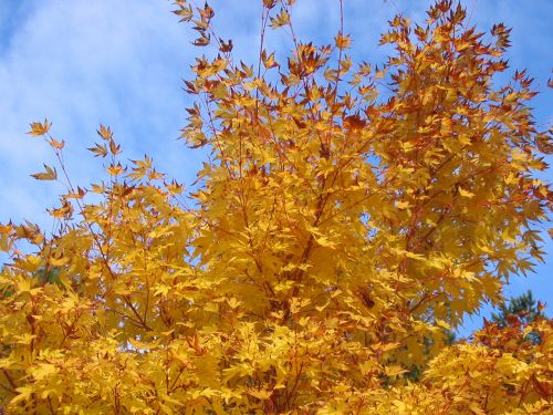 Leaves In Autumn