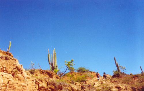 Desert Walkers