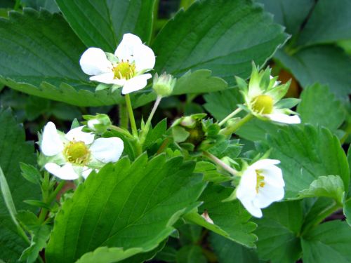 Strawberry Flowers