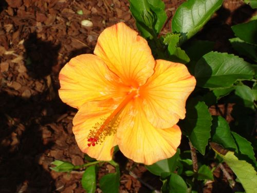 Hibiscus Flower