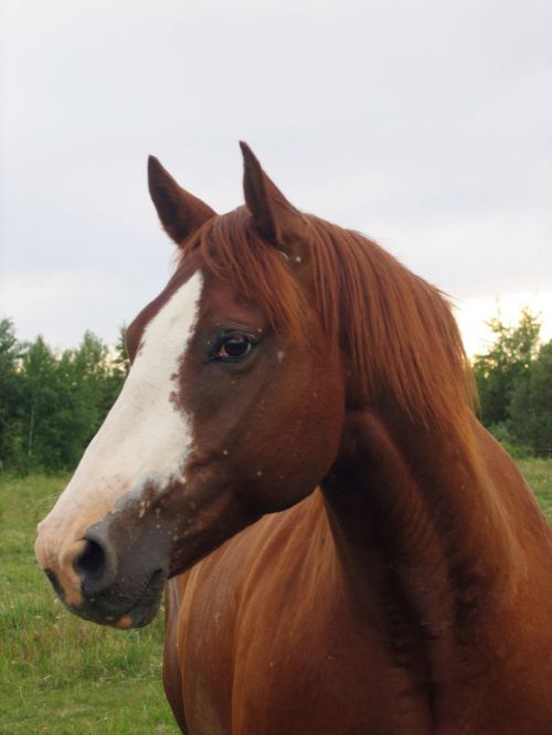 Horse Looking At You