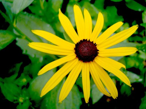 Black Eyed Susan Flower