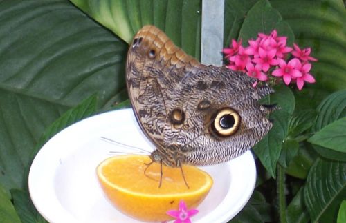 Butterfly Eating