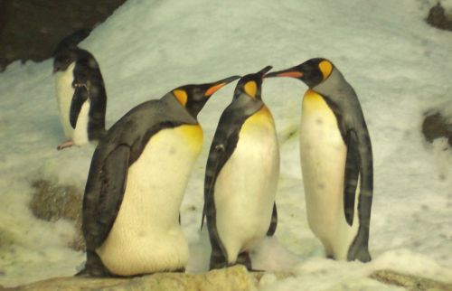 Penguins