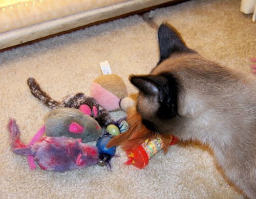 Which Toy Do I Want