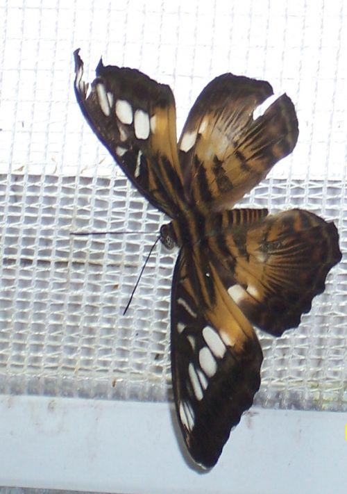 Beautiful Brown Butterfly