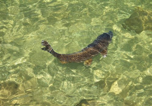 Fish In Clear Water