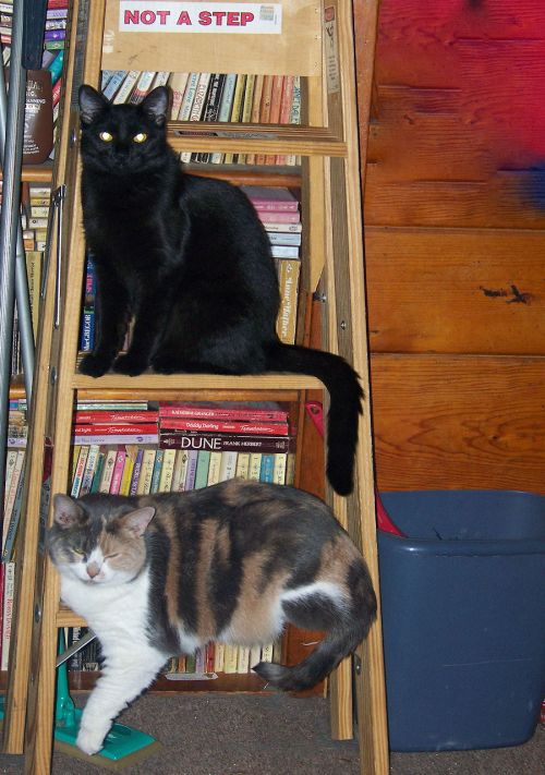 Cats On A Ladder