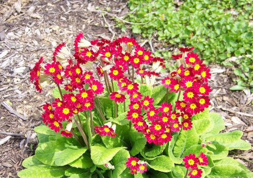 Red Flowers