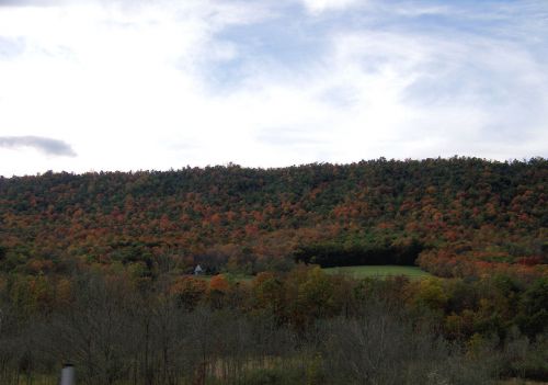 Fall Trees Around House