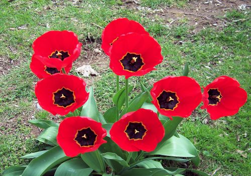 Red Tulips Fully Open