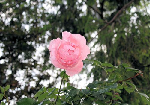 Beautiful Pink Rose