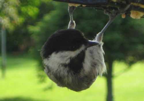 Black-Capped Chickadee