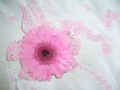 Pink Gerbera