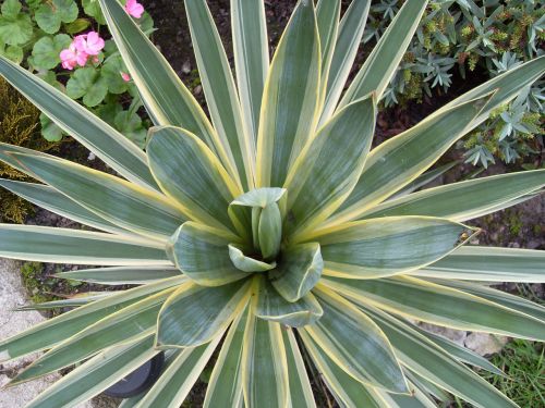 Yucca Plant