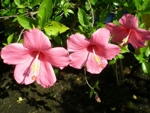 Beautiful Flowers