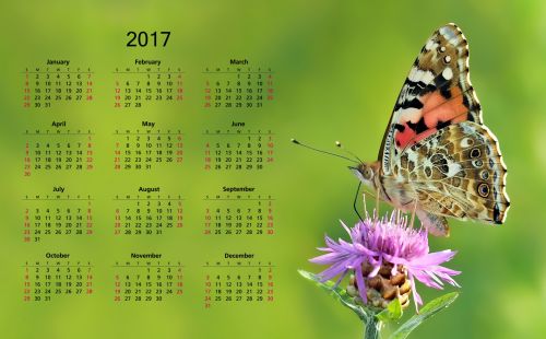 2017 Calendar With Butterfly