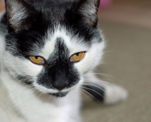 Black And White Cat