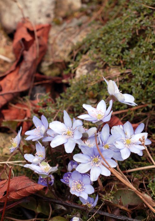 Blue Flowers