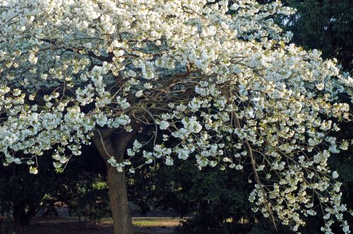 Fragrant Cherry