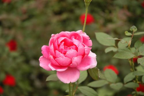 Pink Flower