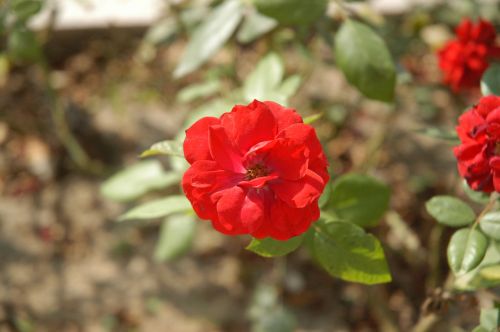 Red Flower