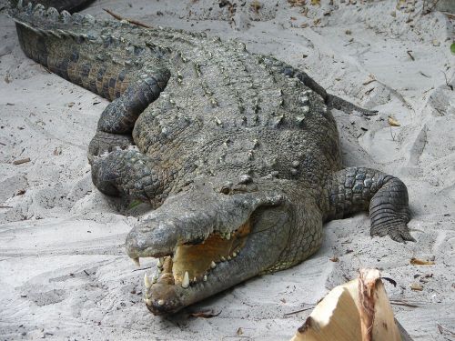 Crocodile