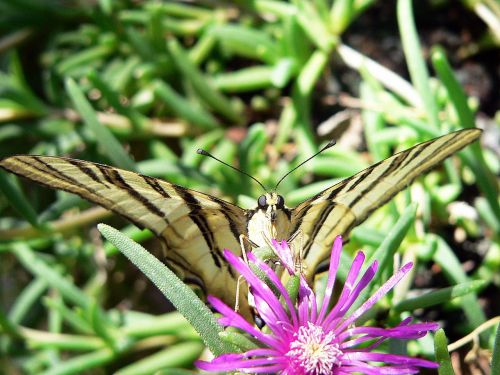 Scarce Swallowtail 6