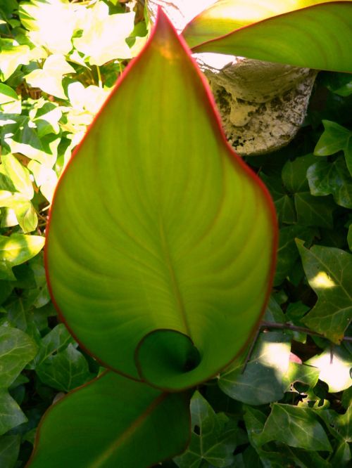 Big Leaf