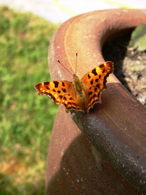 Comma Butterfly