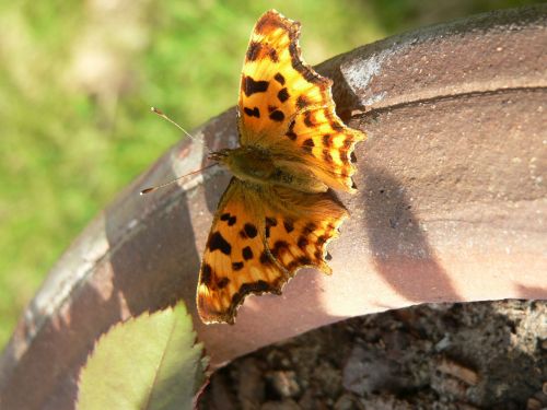 Comma Butterfly 2