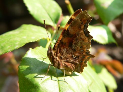 Comma Butterfly 8