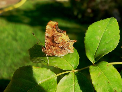 Comma Butterfly 9