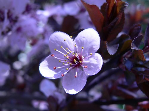 Flowers And Plants