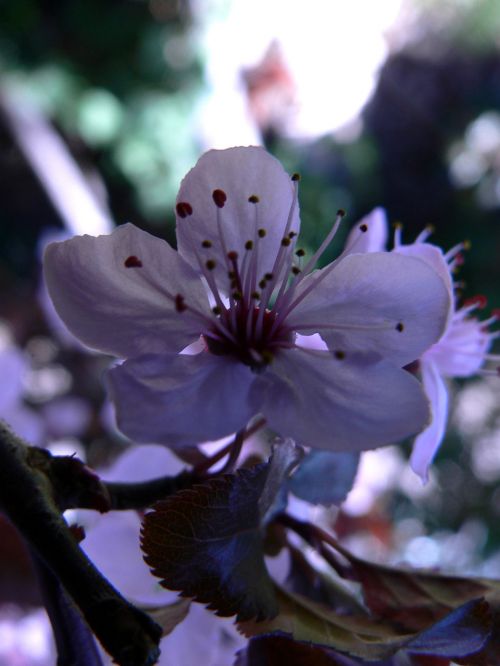 Flowers And Plants