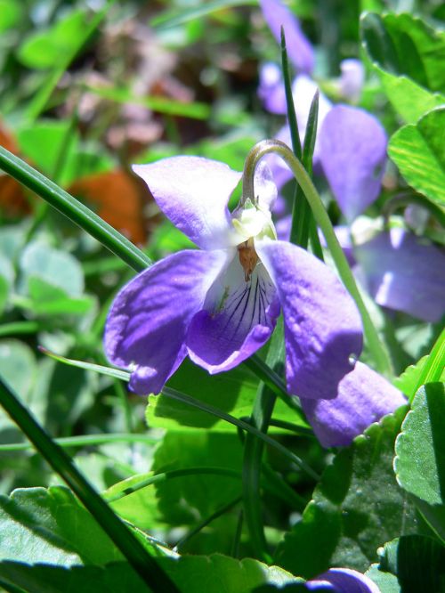 Flowers And Plants