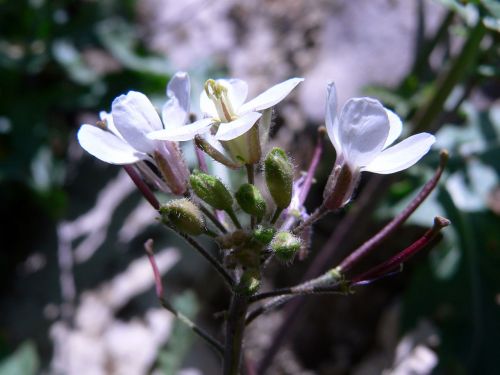 Flowers And Plants