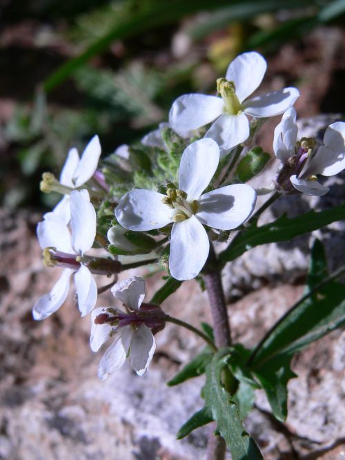 Flowers And Plants