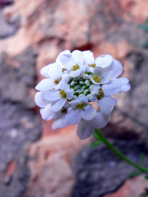 Tiny Flowers