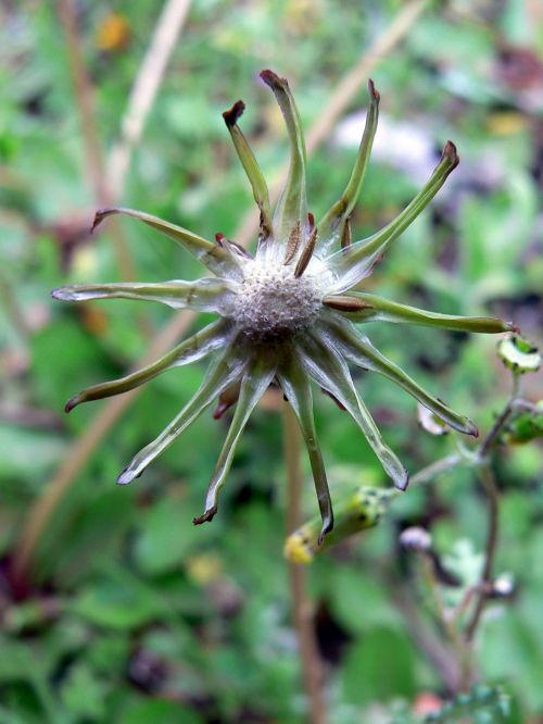 Tiny Flowers