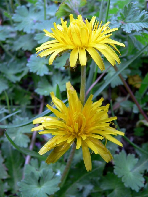 Tiny Flowers