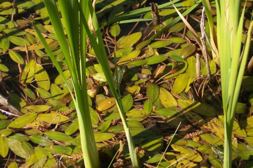 Frog Pond