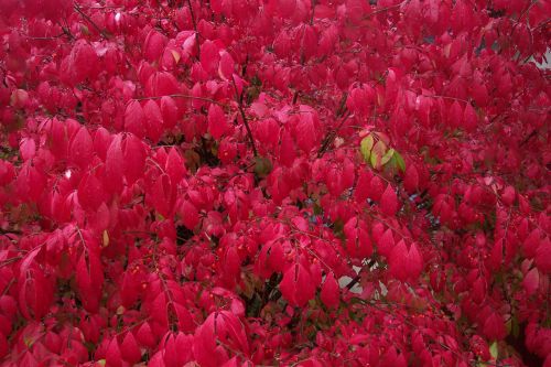 Red Leaves