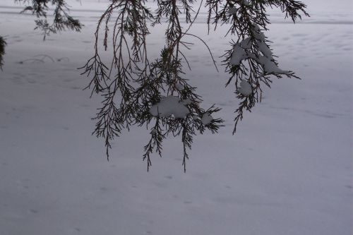 Branch In Winter