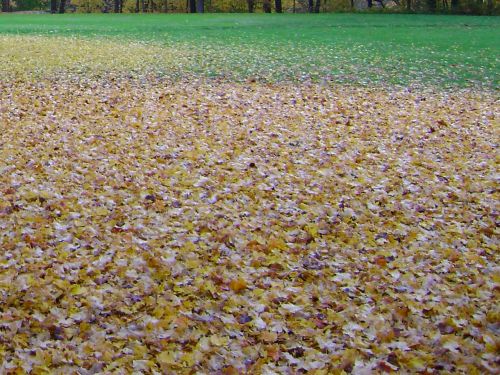 Background Leaves